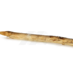 Robinia geschild 14-16cm